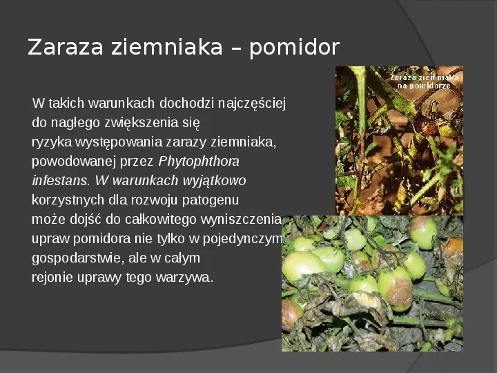 Choroby roślin warzywnych - Slide 41