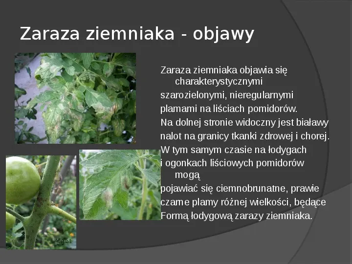 Choroby roślin warzywnych - Slide 43