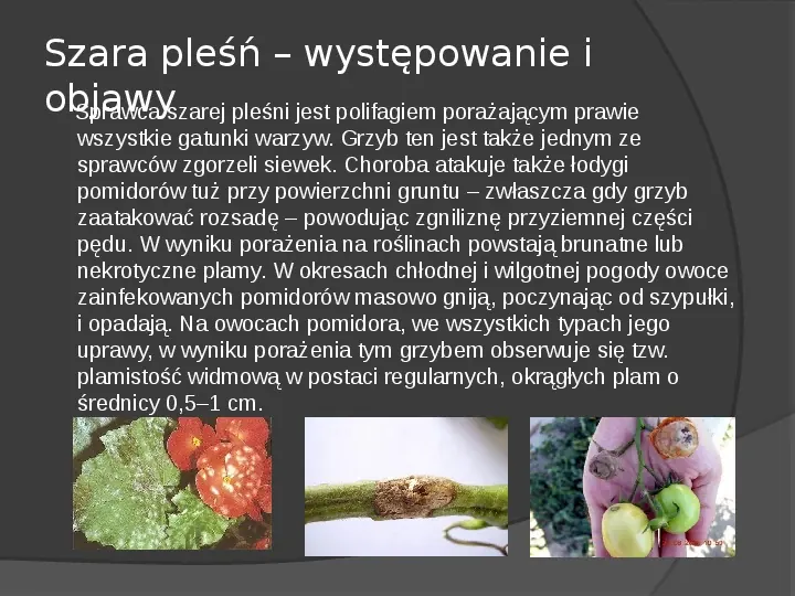 Choroby roślin warzywnych - Slide 48