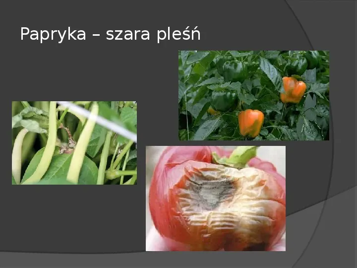Choroby roślin warzywnych - Slide 55