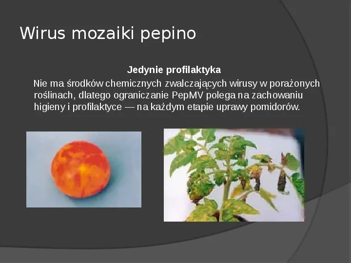 Choroby roślin warzywnych - Slide 58