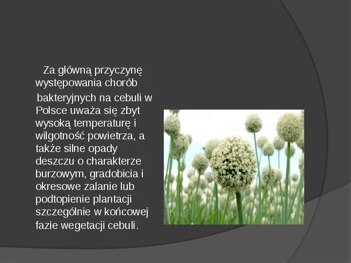 Choroby roślin warzywnych - Slide 6