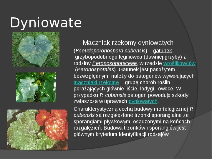 Choroby roślin warzywnych - Slide 61
