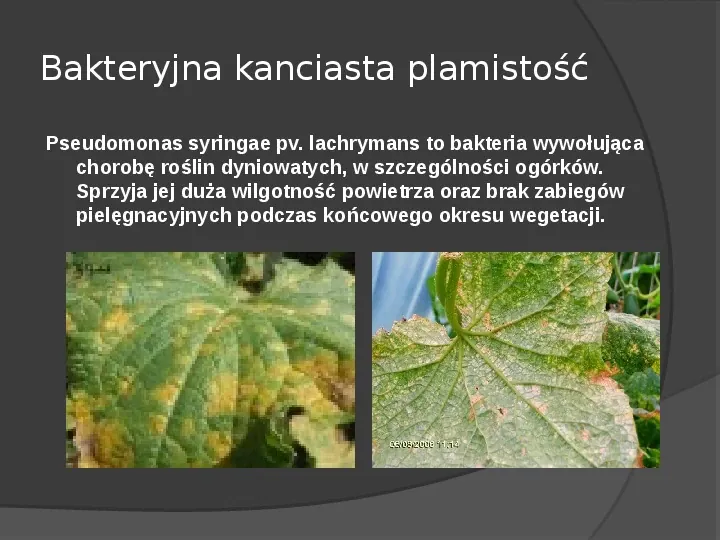 Choroby roślin warzywnych - Slide 63