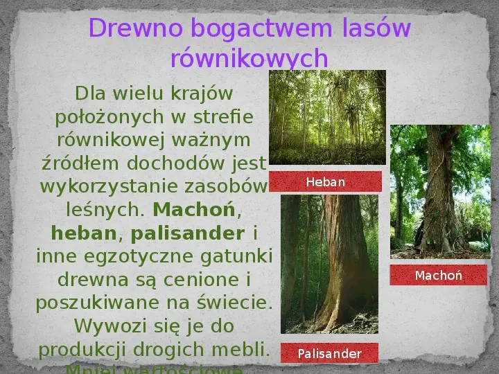 Wilgotne lasy równikowe- strefa bez pór roku - Slide 15