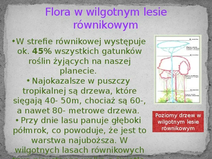 Wilgotne lasy równikowe- strefa bez pór roku - Slide 6