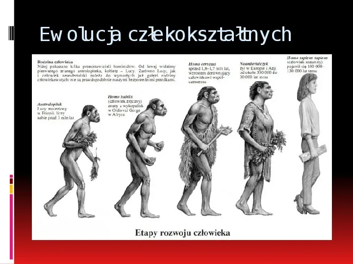 Ewolucja człowieka - Slide 4