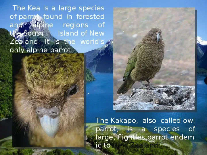 Fauna i Flora New Zealand - Slide 4