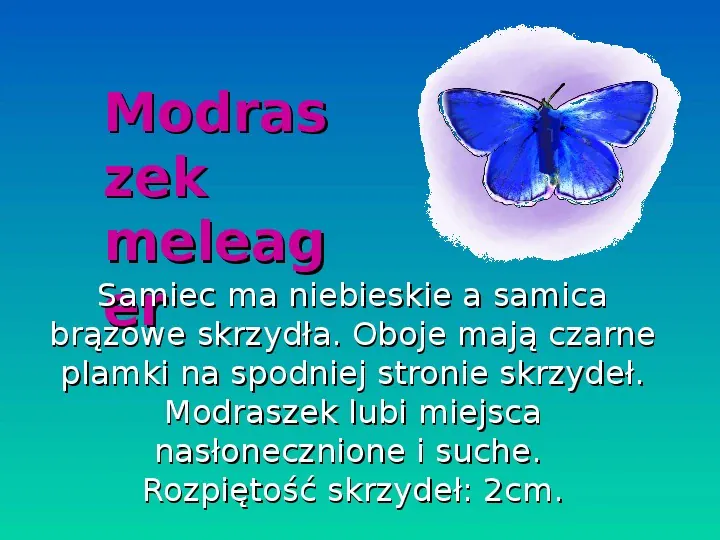 Motyle - Slide 3