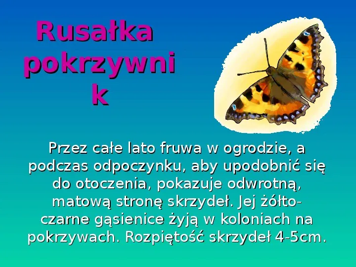 Motyle - Slide 8