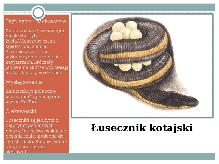 Płazy - zwierzęta zmiennocieplne - Slide 12