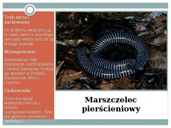 Płazy - zwierzęta zmiennocieplne - Slide 13