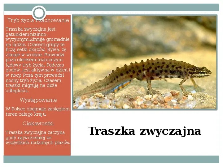 Płazy - zwierzęta zmiennocieplne - Slide 17