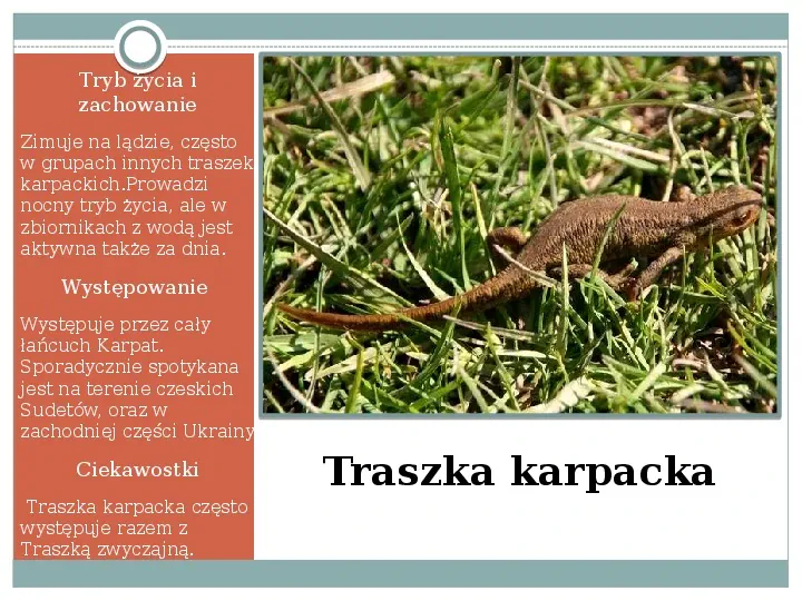 Płazy - zwierzęta zmiennocieplne - Slide 19