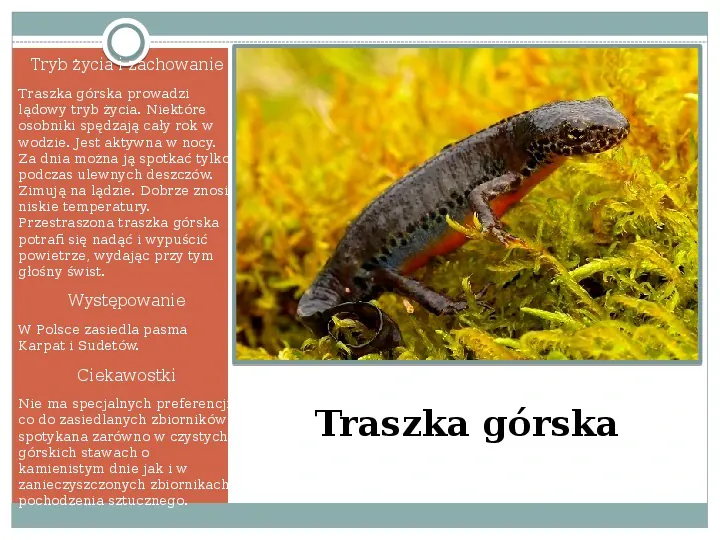 Płazy - zwierzęta zmiennocieplne - Slide 20