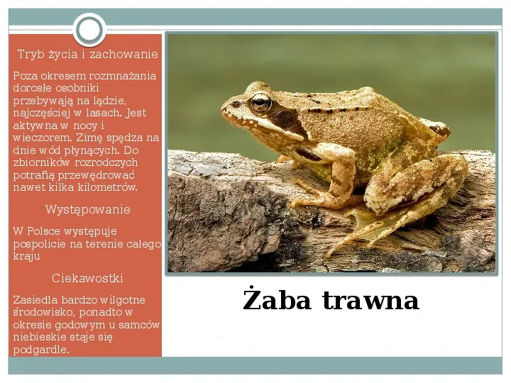 Płazy - zwierzęta zmiennocieplne - Slide 28