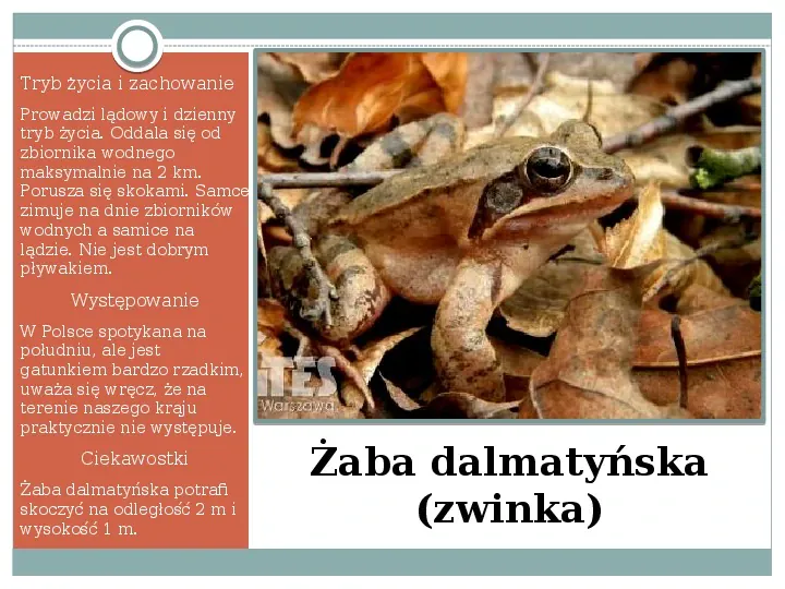 Płazy - zwierzęta zmiennocieplne - Slide 30