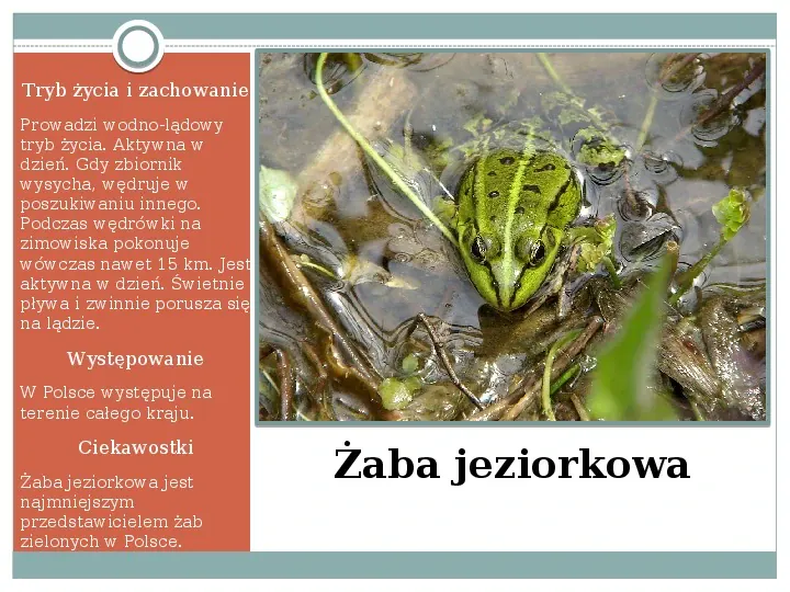 Płazy - zwierzęta zmiennocieplne - Slide 32