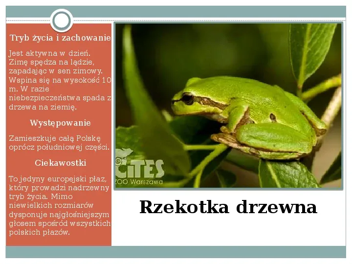 Płazy - zwierzęta zmiennocieplne - Slide 34