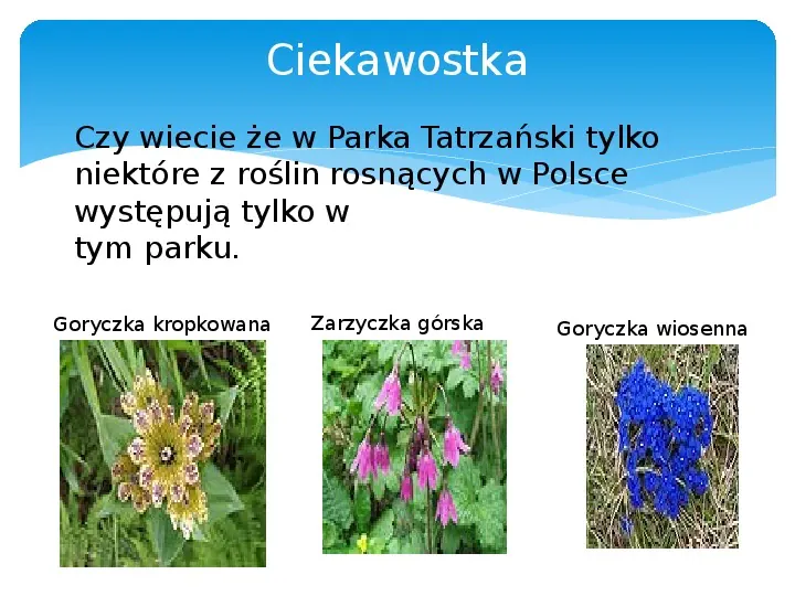 Park Tatrzański - Slide 12
