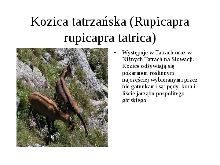 Tatrzański Park Narodowy - Slide 20