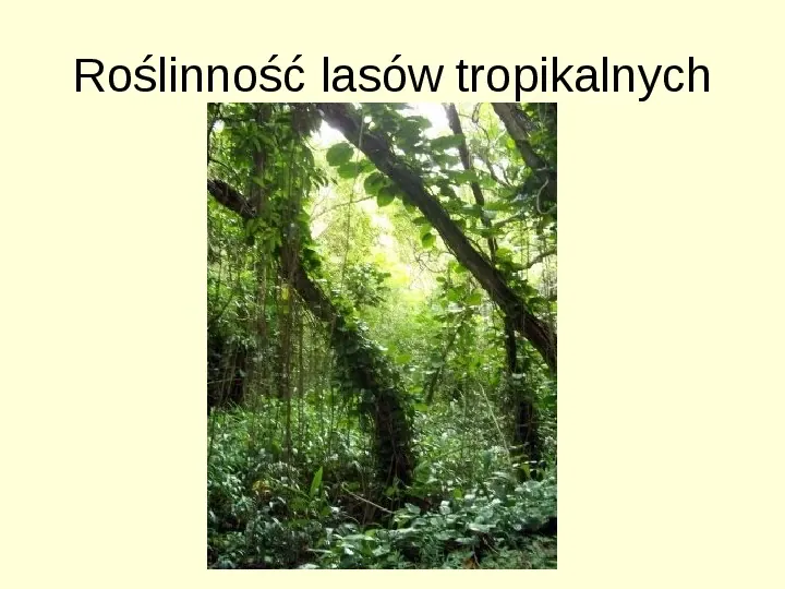 Wilgotne lasy równikowe - Slide 3