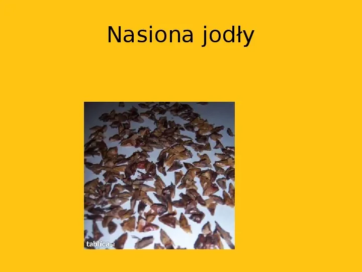 Rośliny nasienne, rośliny nagonasienne - Slide 11