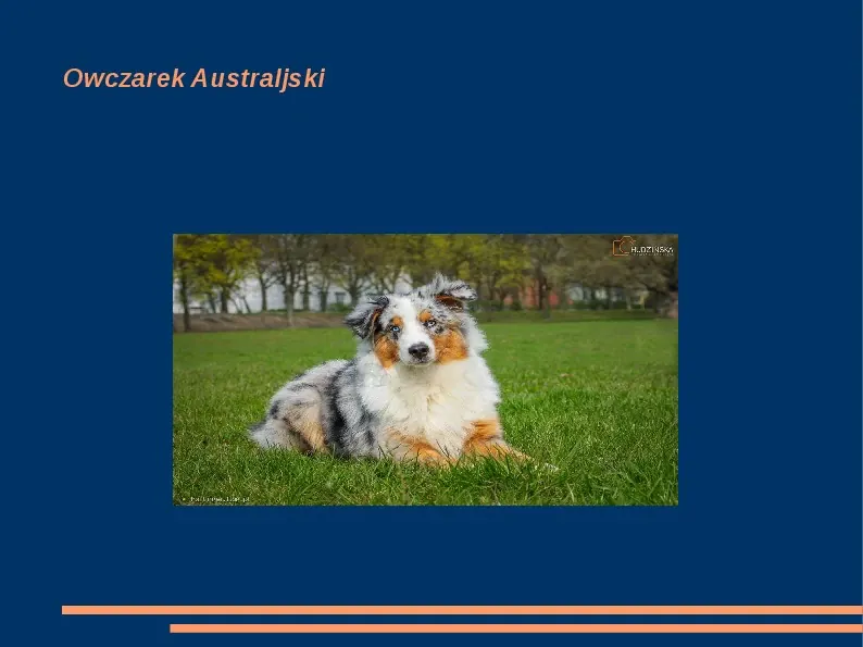 Rasy psów - Slide 1